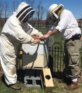 Dr. Andrew Freiberg and Scott Stanley, dressed in head-to-toe bee suits that include head coverings, work with a hive that is sitting atop cinder blocks.